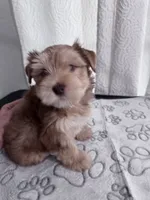 “Golddust” Chocolate-Blonde Yorkie Boy, a male Yorkshire Terrier for sale in Miami, FL – 5 of 7
