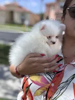 Mochi , a female Pomeranian for sale in Miami, FL – 2 of 3
