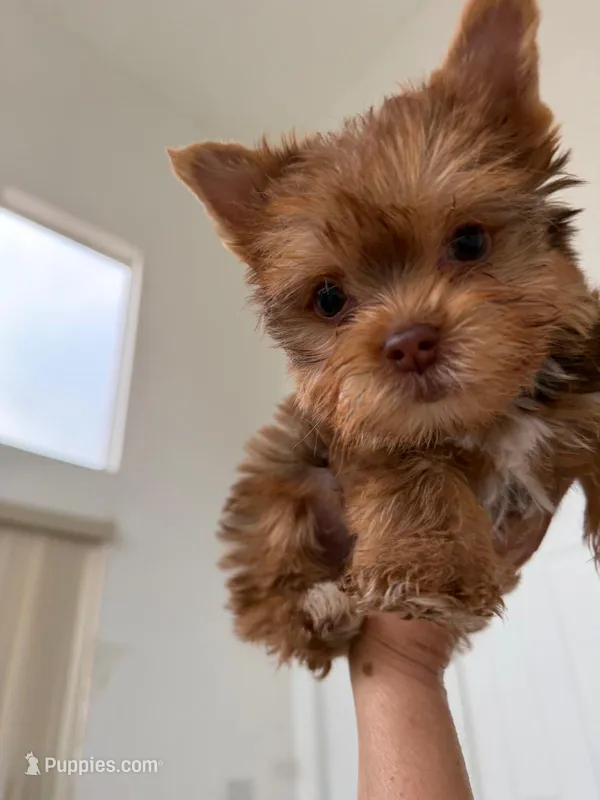 Julian – Yorkshire Terrier puppy for sale in Miami, FL