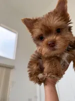 Julian, a male Yorkshire Terrier for sale in Miami, FL – 1 of 6
