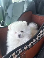 Mochi , a female Pomeranian for sale in Miami, FL – 2 of 4