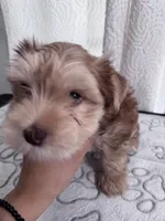“Golddust” Chocolate-Blonde Yorkie Boy, a male Yorkshire Terrier for sale in Miami, FL – 3 of 7