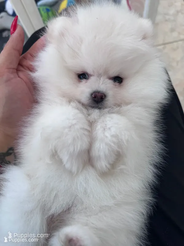 Mochi  – Pomeranian puppy for sale in Miami, FL