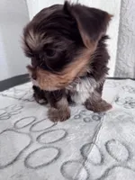 Chocolate and Tan Boy 🍫, a male Yorkshire Terrier for sale in Miami, FL – 4 of 6