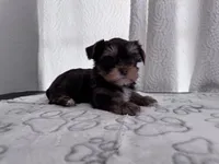 Chocolate and Tan Boy 🍫, a male Yorkshire Terrier for sale in Miami, FL – 2 of 6