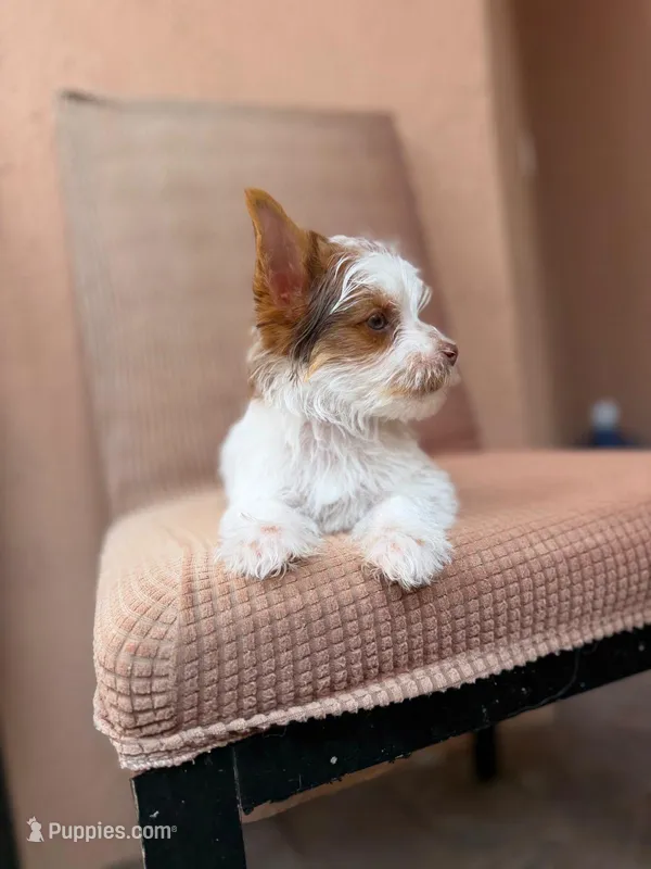 Theo – Yorkshire Terrier puppy for sale in Miami, FL