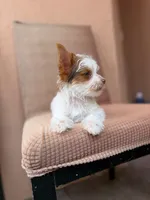 Theo, a male Yorkshire Terrier for sale in Miami, FL – 1 of 5