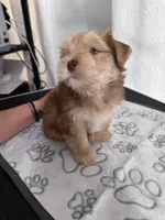 “Golddust” Chocolate-Blonde Yorkie Boy, a male Yorkshire Terrier for sale in Miami, FL – 2 of 7