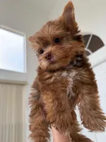 Julian, a male Yorkshire Terrier for sale in Miami, FL – 5 of 6