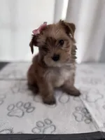 Penny, a female Yorkshire Terrier for sale in Miami, FL – 7 of 10