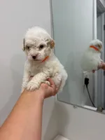 Orange Collar , a male Poodle - Toy  for sale in Miami, FL – 2 of 6