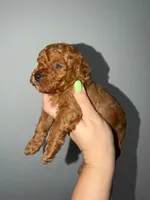 Tomy, a male Poodle - Toy  for sale in Miami, FL – 8 of 8