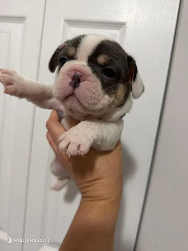 Purple Collar  – French Bulldog puppy for sale in Miami, FL