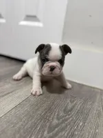 Pink Collar , a female French Bulldog for sale in Miami, FL – 5 of 8