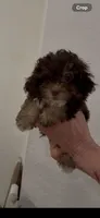 Choco, a male Poodle - Toy  for sale in Miami, FL – 4 of 5