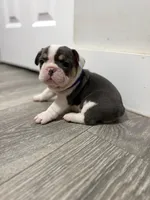 Purple Collar , a female French Bulldog for sale in Miami, FL – 6 of 7