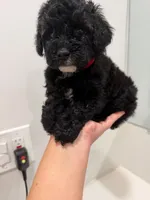 Red Collar , a female Poodle - Toy  for sale in Miami, FL – 4 of 5