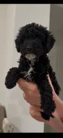 Chiqui, a male Poodle - Toy  for sale in Miami, FL – 5 of 7
