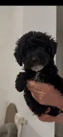 Chiqui, a male Poodle - Toy  for sale in Miami, FL – 2 of 7