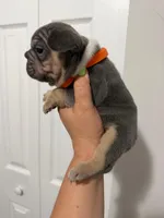 Orange Collar, a female French Bulldog for sale in Miami, FL – 5 of 8
