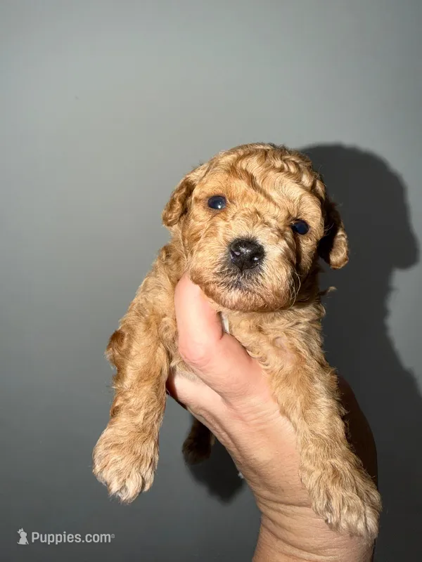 Sky – Poodle - Toy  puppy for sale in Miami, FL
