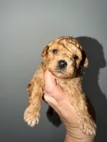 Sky, a female Poodle - Toy  for sale in Miami, FL – 1 of 5