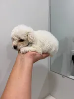Light Blue, a male Poodle - Toy  for sale in Miami, FL – 7 of 7