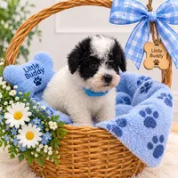 Blue Collar , a male Goldendoodle for sale in Miami, FL – 3 of 6