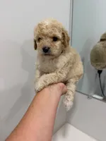 Brown Collar , a male Poodle - Toy  for sale in Miami, FL – 3 of 6