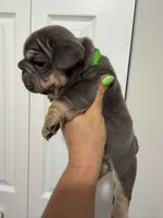 Green Collar , a female French Bulldog for sale in Miami, FL – 2 of 8