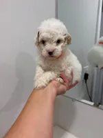 Orange Collar , a male Poodle - Toy  for sale in Miami, FL – 5 of 6