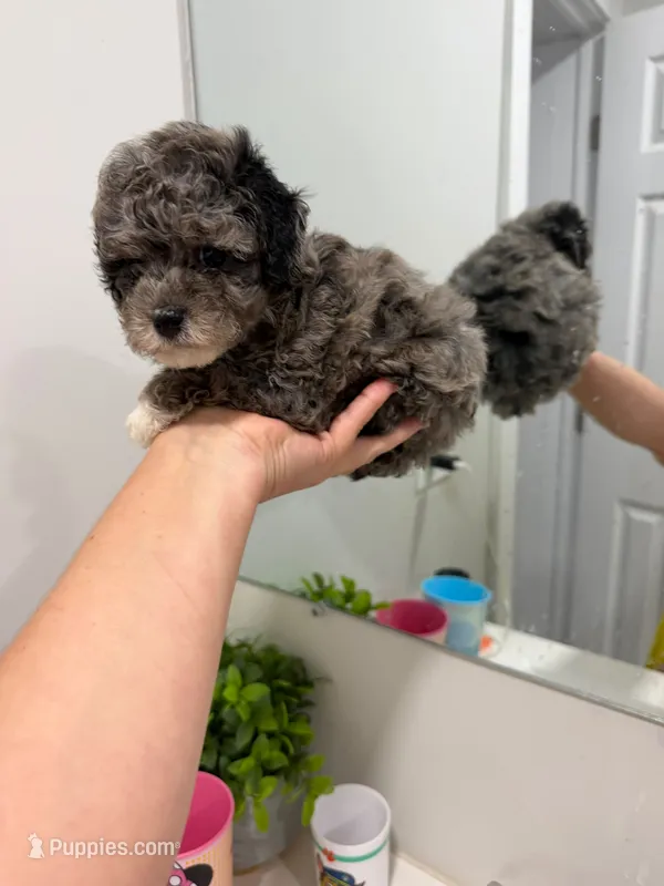 Red Collar  – Poodle - Toy  puppy for sale in Miami, FL