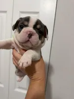 Purple Collar , a female French Bulldog for sale in Miami, FL – 4 of 7