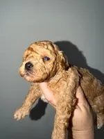 Sky, a female Poodle - Toy  for sale in Miami, FL – 5 of 5