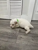 Green Collar, a male Poodle - Toy  for sale in Miami, FL – 2 of 5