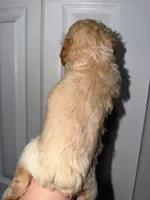 Shaylo, a male Poodle - Toy  for sale in Miami, FL – Photo 3 of 8