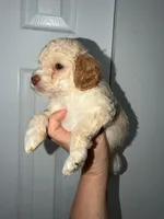 Shaylo, a male Poodle - Toy  for sale in Miami, FL – Photo 2 of 8