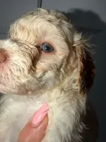 Shaylo, a male Poodle - Toy  for sale in Miami, FL – Photo 8 of 8