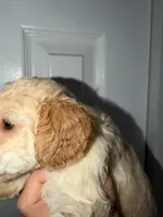 Shaylo, a male Poodle - Toy  for sale in Miami, FL – Photo 7 of 8