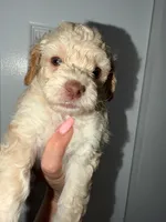 Shaylo, a male Poodle - Toy  for sale in Miami, FL – Photo 5 of 8