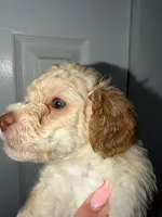 Shaylo, a male Poodle - Toy  for sale in Miami, FL – Photo 4 of 8