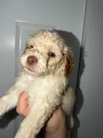 Shaylo, a male Poodle - Toy  for sale in Miami, FL – Photo 6 of 8