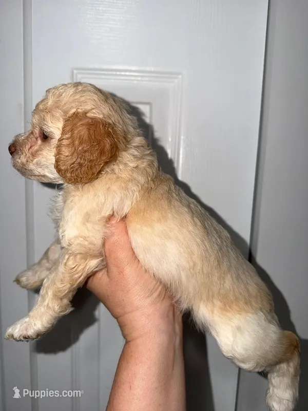 Shaylo – Poodle - Toy  puppy for sale in Miami, FL