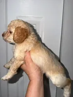 Shaylo, a male Poodle - Toy  for sale in Miami, FL – Photo 1 of 8