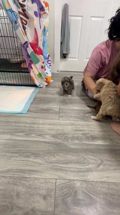 Red Collar , a female Poodle - Toy  for sale in Miami, FL – 6 of 6