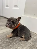 Orange Collar, a female French Bulldog for sale in Miami, FL – 6 of 8