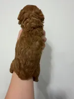 Tomy, a male Poodle - Toy  for sale in Miami, FL – 2 of 8