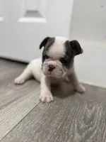 Pink Collar , a female French Bulldog for sale in Miami, FL – 6 of 8