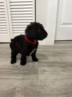 Red Collar , a female Poodle - Toy  for sale in Miami, FL – 3 of 5