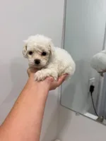 Light Blue, a male Poodle - Toy  for sale in Miami, FL – 4 of 7
